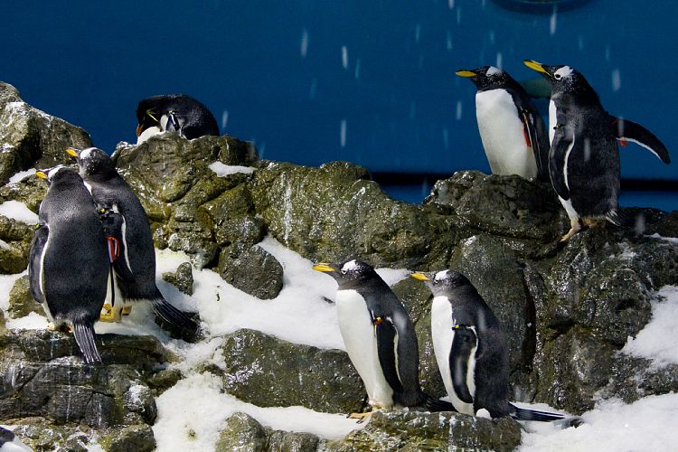 Loro Parque (Teneriffa - Loro Parque)