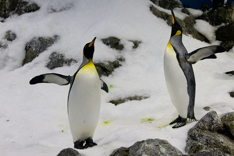 Loro Parque (Teneriffa - Loro Parque)