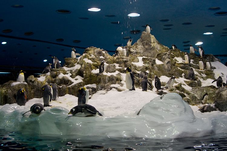 Loro Parque (Teneriffa - Loro Parque)