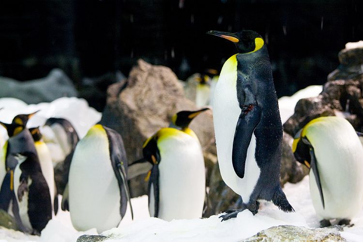 Loro Parque (Teneriffa - Loro Parque)