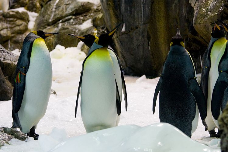 Loro Parque (Teneriffa - Loro Parque)