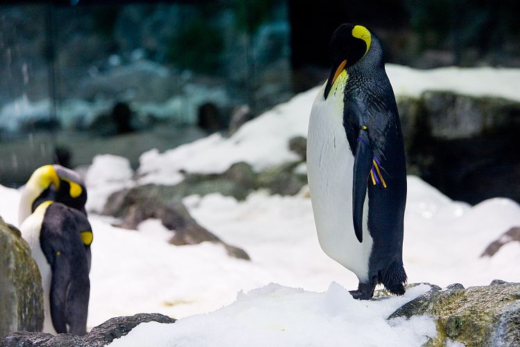 Loro Parque (Teneriffa - Loro Parque)