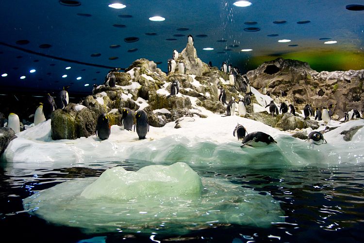 Loro Parque (Teneriffa - Loro Parque)