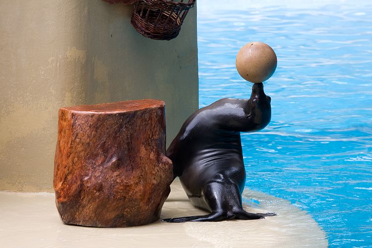 Loro Parque (Teneriffa - Loro Parque)