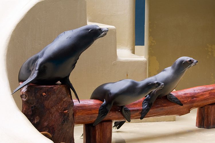Loro Parque (Teneriffa - Loro Parque)