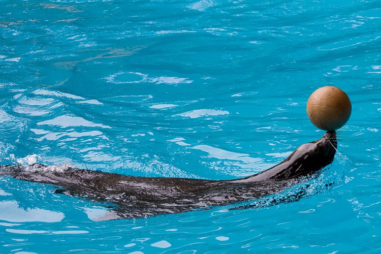 Loro Parque (Teneriffa - Loro Parque)