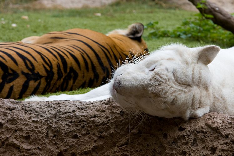 Loro Parque (Teneriffa - Loro Parque)