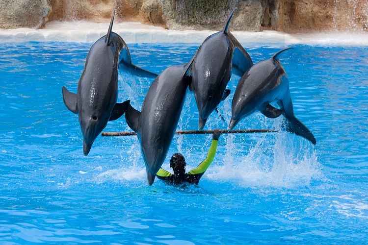 Loro Parque (Teneriffa - Loro Parque)