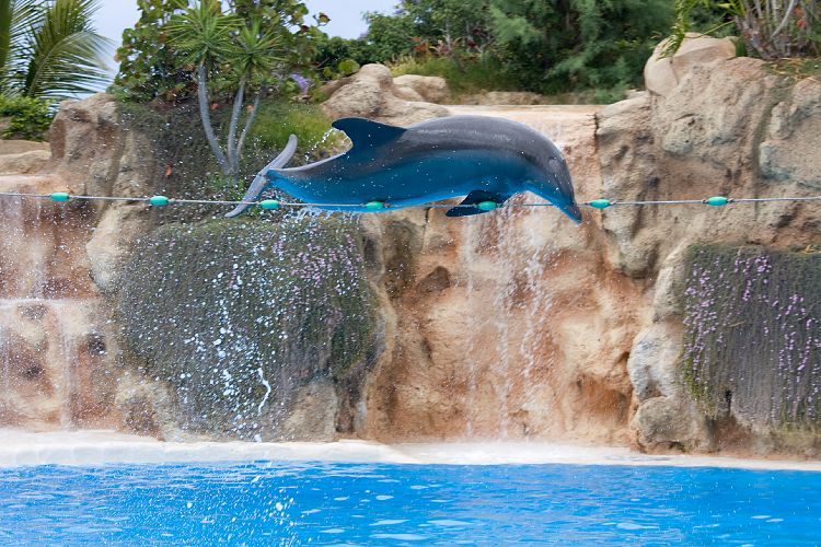 Loro Parque (Teneriffa - Loro Parque)