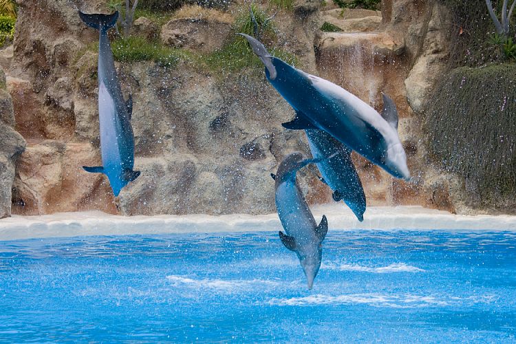 Loro Parque (Teneriffa - Loro Parque)