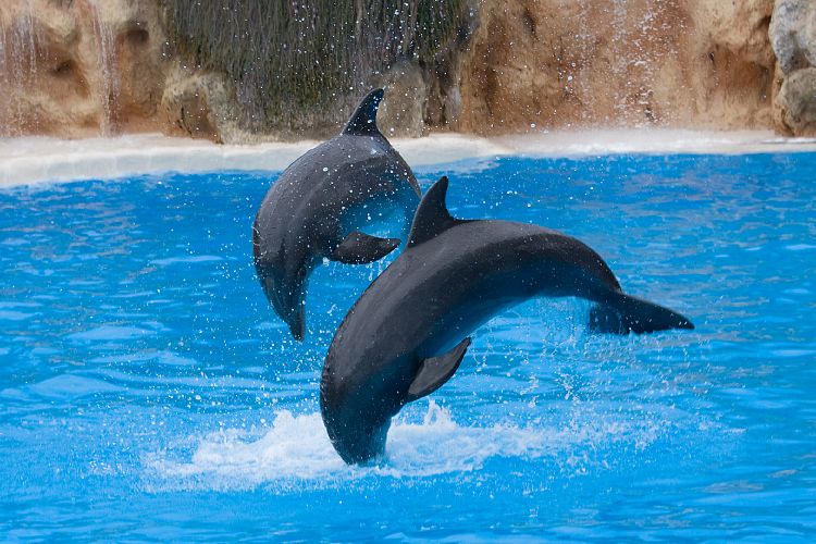 Loro Parque (Teneriffa - Loro Parque)