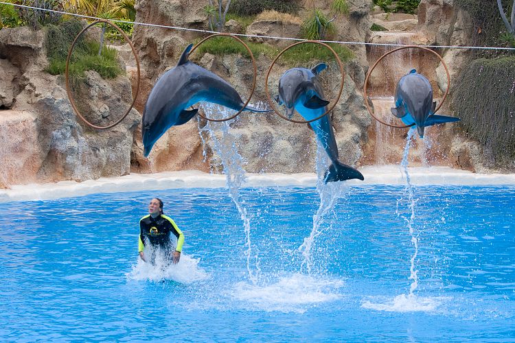 Loro Parque (Teneriffa - Loro Parque)