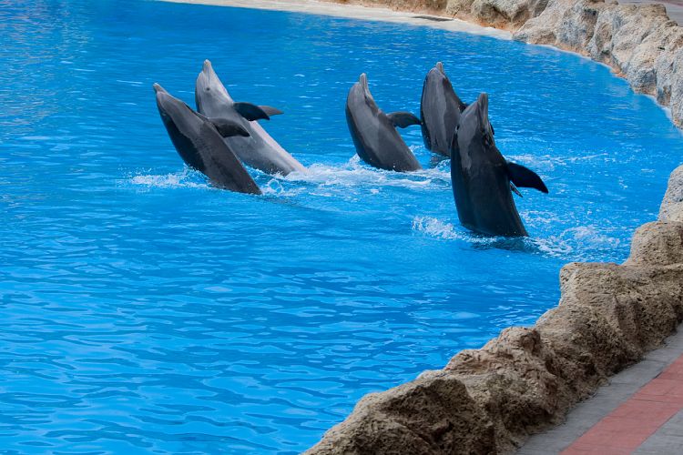 Loro Parque (Teneriffa - Loro Parque)