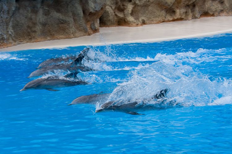 Loro Parque (Teneriffa - Loro Parque)