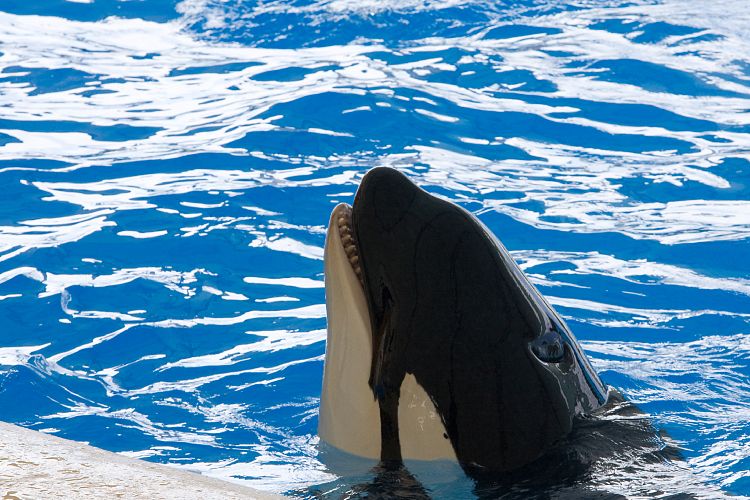 Loro Parque (Teneriffa - Loro Parque)