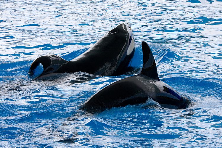 Loro Parque (Teneriffa - Loro Parque)