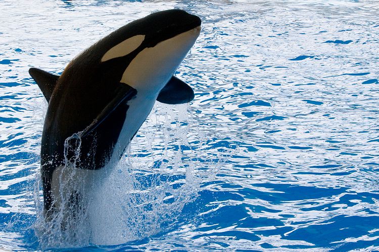 Loro Parque (Teneriffa - Loro Parque)