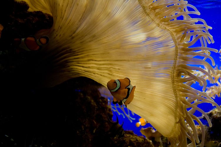 Loro Parque (Teneriffa - Loro Parque)