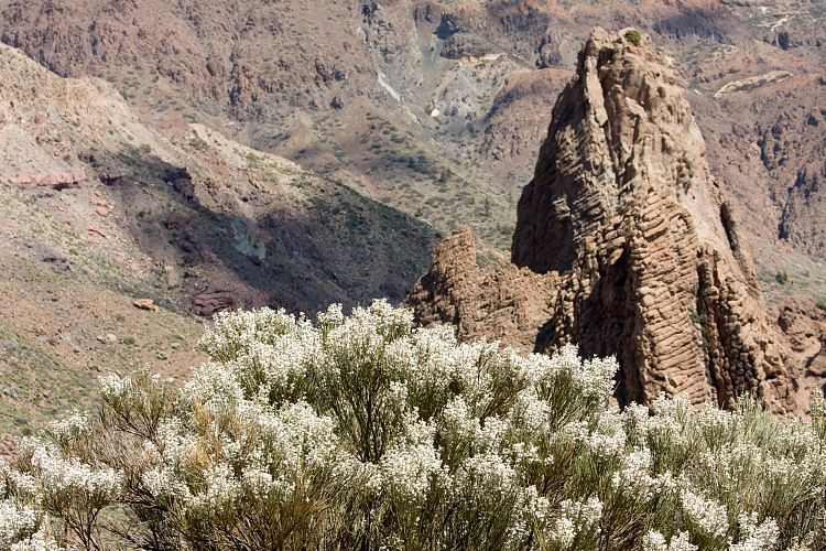 Los Roques de Garcia (Teneriffa - Los Roques de Garcia)