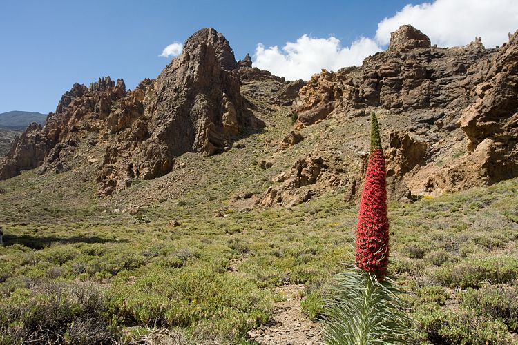 Los Roques de Garcia (Teneriffa - Los Roques de Garcia)