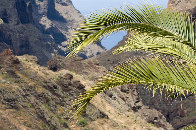 Masca (Teneriffa - Faro de Teno)