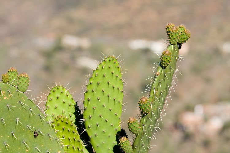 Mirador de Masca (Teneriffa - Barranco de Masca)