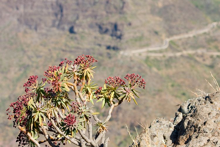 Mirador de Masca (Teneriffa - Barranco de Masca)