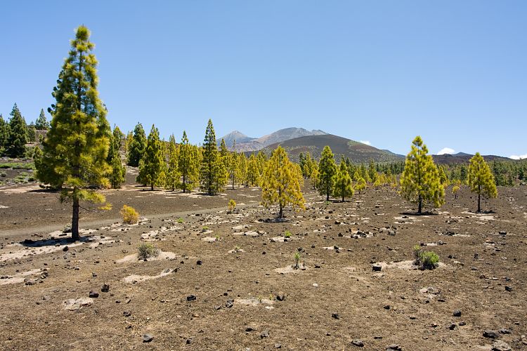 Mirador Samara (Teneriffa - Los Roques de Garcia)