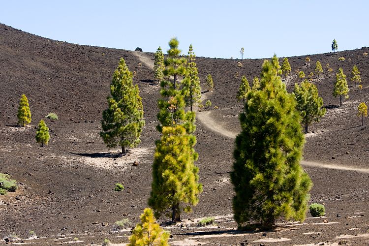 Mirador Samara (Teneriffa - Canadas del Teide)