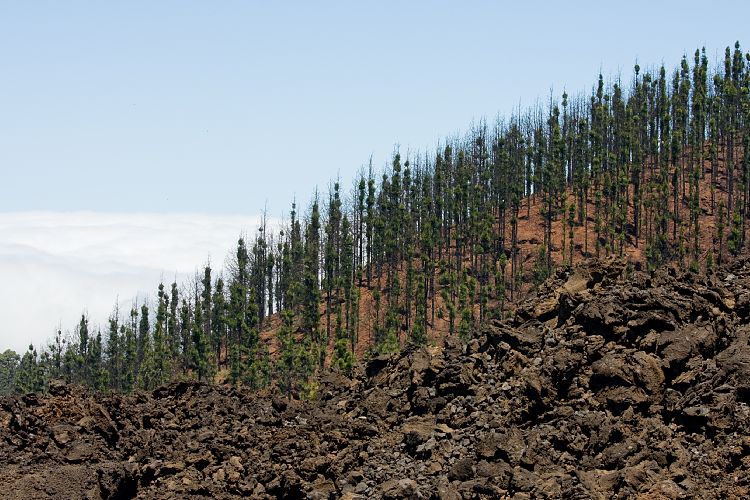 Pinar de Chio (Teneriffa - Los Roques de Garcia)