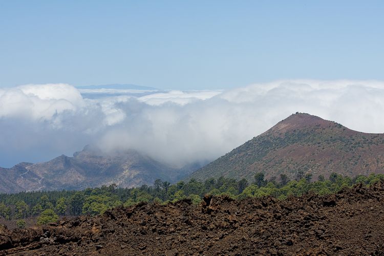 Pinar de Chio (Teneriffa - Los Roques de Garcia)
