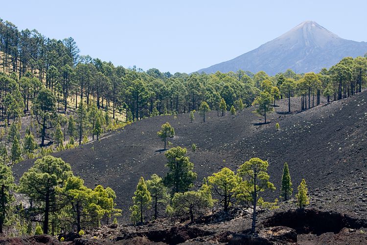 Pinar de Chio (Teneriffa - Los Roques de Garcia)