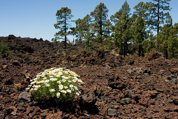 Pinar de Chio (Teneriffa - Los Roques de Garcia)