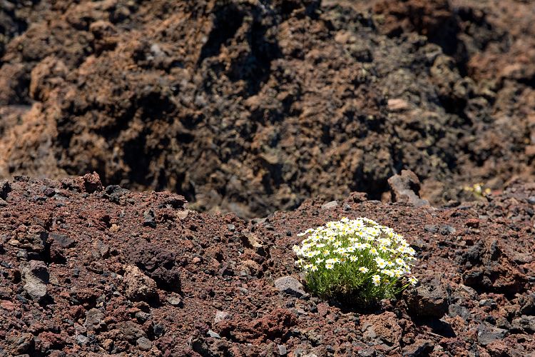 Pinar de Chio (Teneriffa - Los Roques de Garcia)
