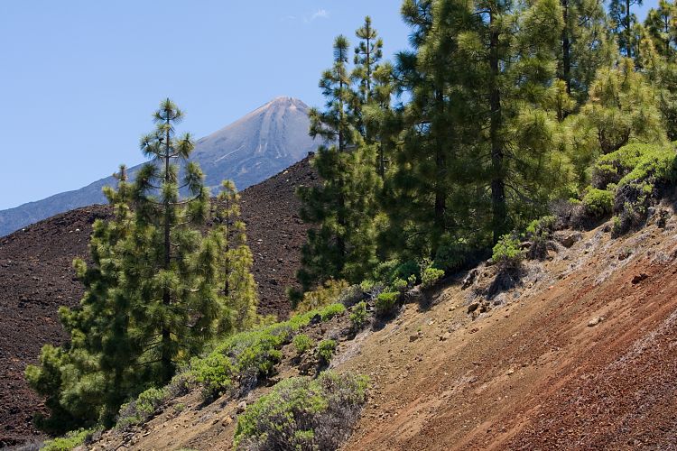 Pinar de Chio (Teneriffa - Los Roques de Garcia)