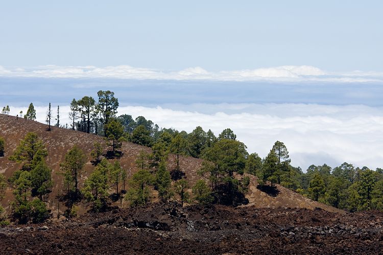 Pinar de Chio (Teneriffa - Los Roques de Garcia)