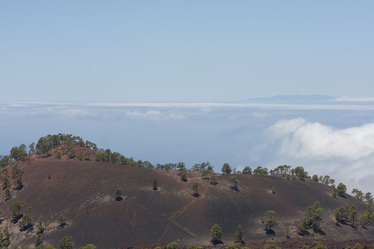 Pinar de Chio (Teneriffa - Los Roques de Garcia)