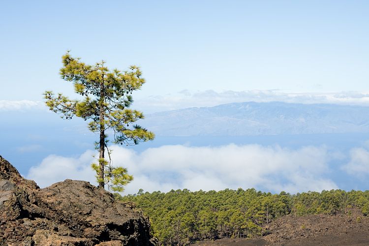 Pinar de Chio (Teneriffa - Fortaleza)