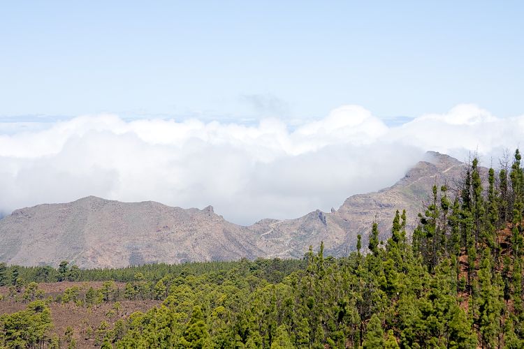 Pinar de Chio (Teneriffa - Fortaleza)