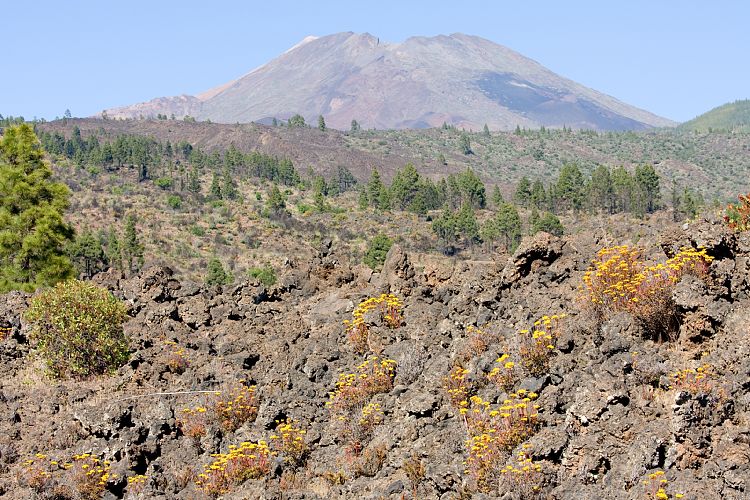 Pinar de Chio (Teneriffa - Fortaleza)