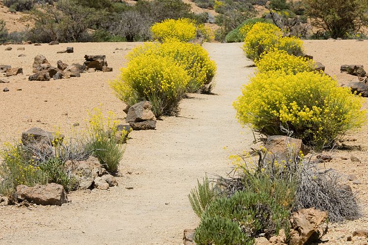 Wanderung zur Fortaleza (Teneriffa - Fortaleza)