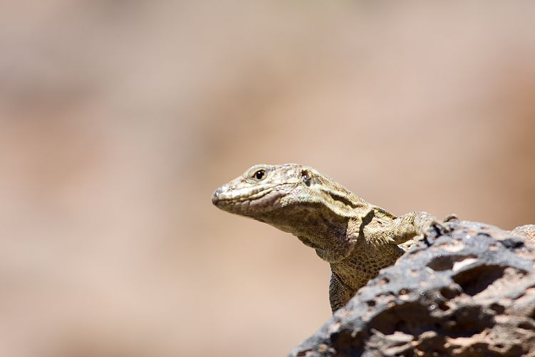 Wanderung zur Fortaleza (Teneriffa - Fortaleza)