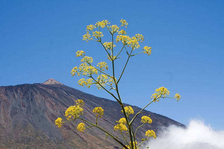 Wanderung zur Fortaleza (Teneriffa - Fortaleza)