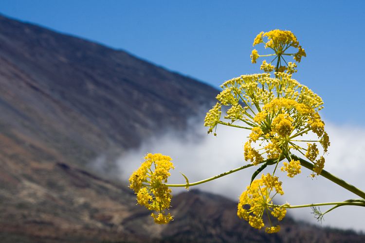 Wanderung zur Fortaleza (Teneriffa - Fortaleza)