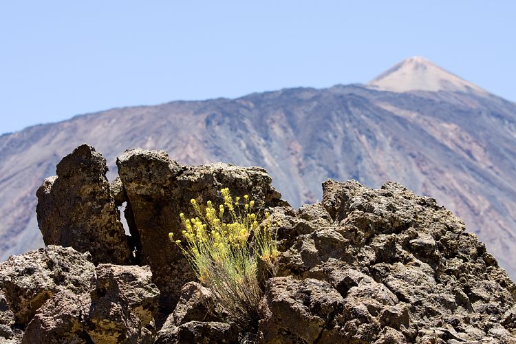Wanderung zur Fortaleza (Teneriffa - Fortaleza)