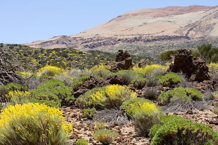 Wanderung zur Fortaleza (Teneriffa - Fortaleza)