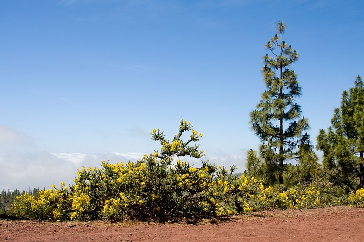 Wanderung zur Mondlandschaft (Teneriffa - Mondlandschaft)