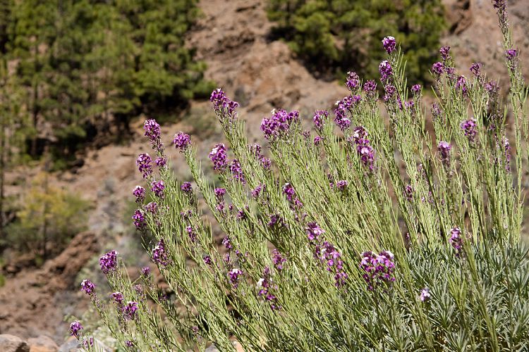 Wanderung zur Mondlandschaft (Teneriffa - Mondlandschaft)