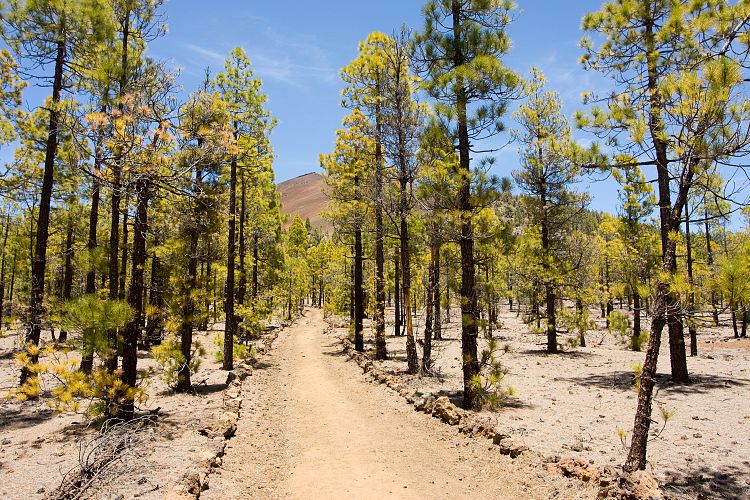 Wanderung zur Mondlandschaft (Teneriffa - Mondlandschaft)
