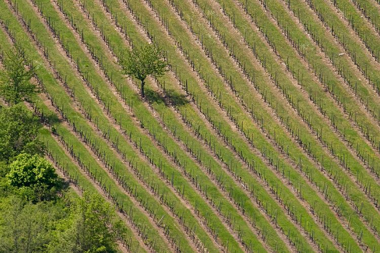 Radda in Chianti (Toskana - Arezzo & Chianti)